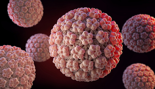 mehrere HPV-Erreger in Großaufnahme